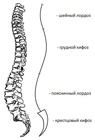 Лордозы на рисунке обозначены цифрами
